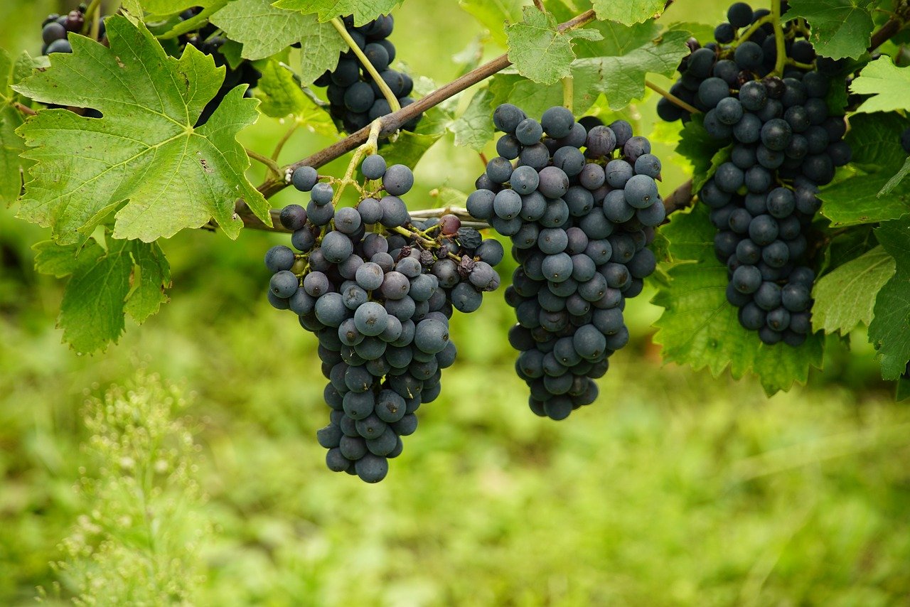 Combating Food Shortage during a Crisis